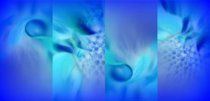 COBALT FLEURS